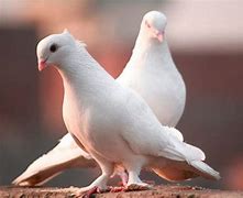 Burung Merpati Makannya Apa